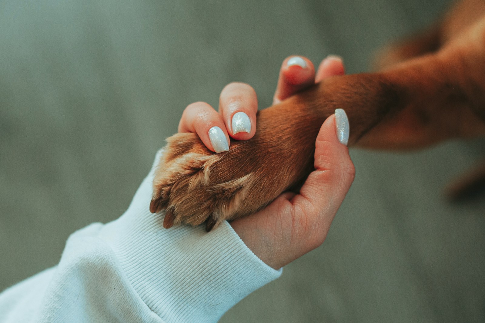 A person gently holding a dog’s paw, representing connection and animal welfare