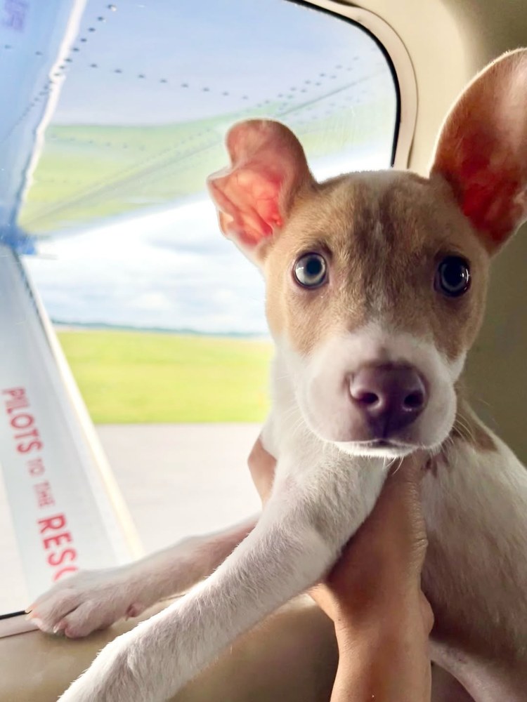 Animal rescue storytelling example from the Heartwave portfolio